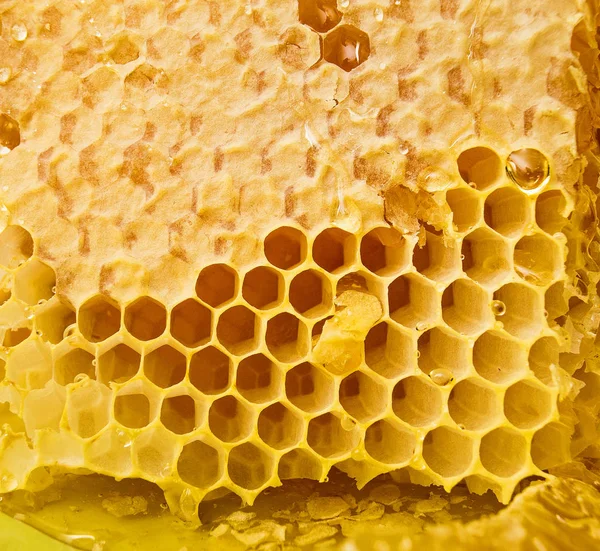 Full and tasty honeycomb close up — Stock Photo, Image