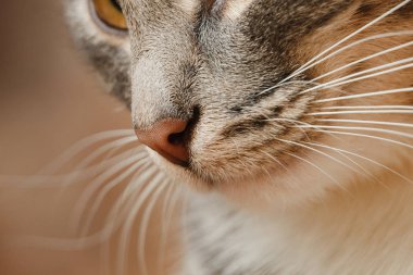 Gri kedi yüz burun ve bıyık Close-Up