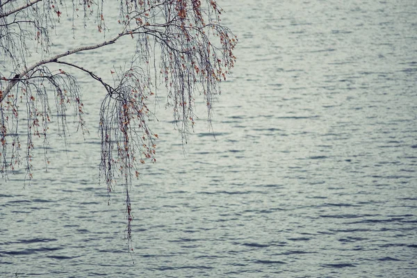 Драматическая береза на берегу озера. Печаль и апатия в N — стоковое фото