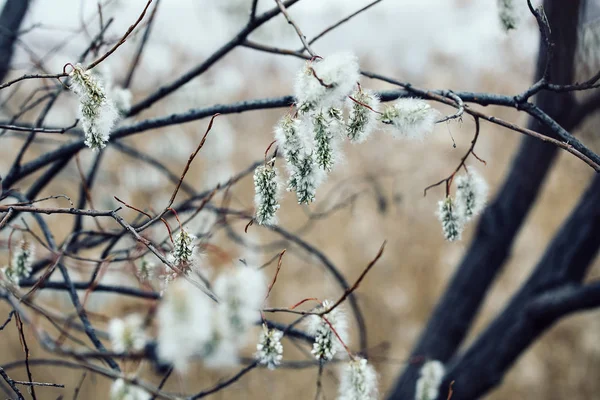 Pussy willow branch outdoor, cross processing filter for vintage — Stock Photo, Image