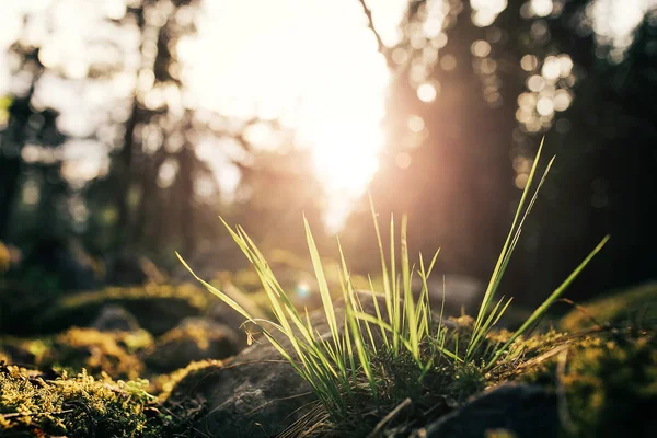 Marken med gräs och sten, grunt skärpedjup. — Stockfoto