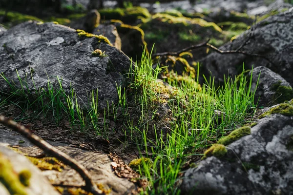 El suelo con hierba y piedra, poco profundo Profundidad de Campo . — Foto de Stock