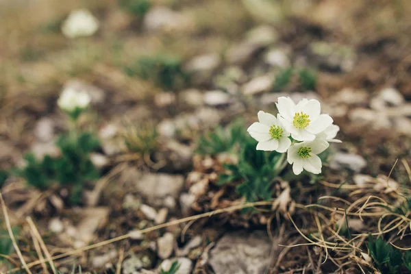 Flores de primavera, llamado hierba del sueño. Vintage filtro efecto cruzado añadido — Foto de Stock