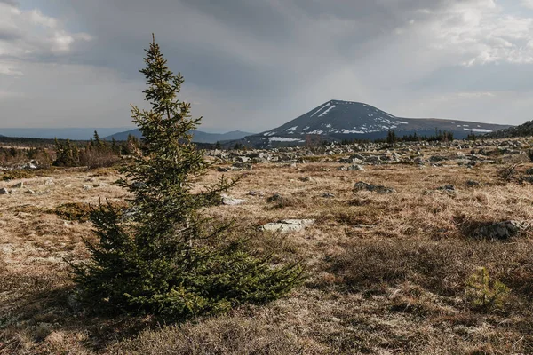 Ural jehličnaté tajgy jarní divoký Les — Stock fotografie