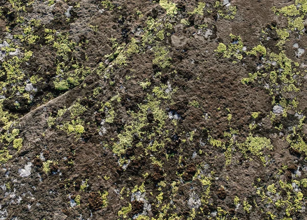 地衣類の緑の石クローズ アップ — ストック写真