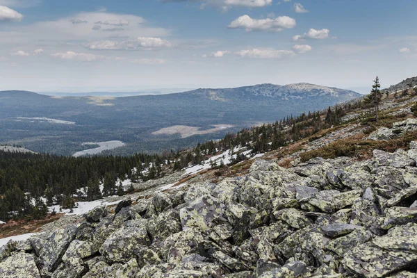 Ural jehličnaté tajgy jarní divoký Les — Stock fotografie