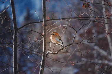 Renkli kuş Avrasya Jay Garrulus glandarius kış veya bahar orman içinde bir ağaç dalı üzerinde oturan