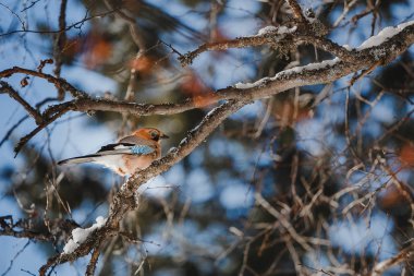Bayağı alakarga Garrulus glandarius tünemiş ağacında karlı sahnede, Rusya Federasyonu