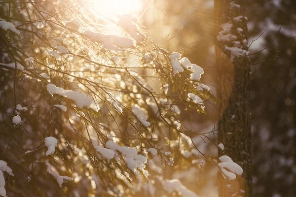 Nap gerendák flare, áttörve téli fenyő és lucfenyő fa erdei, kék árnyékok a fák, a puha hó. — Stock Fotó