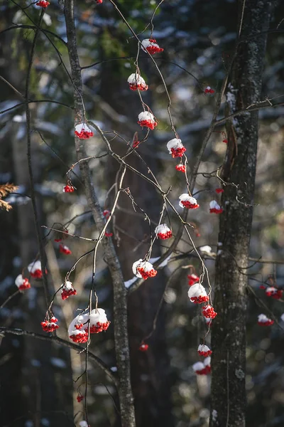 Red bunches of rowan covered with the first snow — Stock Photo, Image