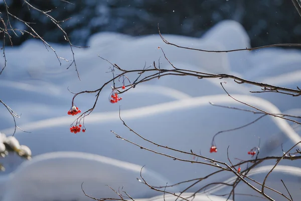 Gałąź z kilkoma jagodami Jarzębina w zimowym lesie. Pojęcie żywności dla ptaków — Zdjęcie stockowe