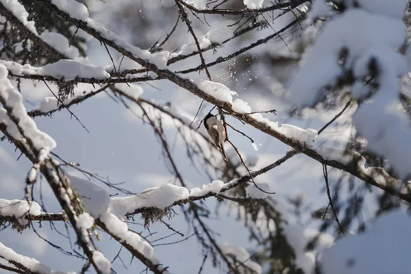Pequeño pájaro gris Tit en el abeto cubierto de nieve — Foto de Stock