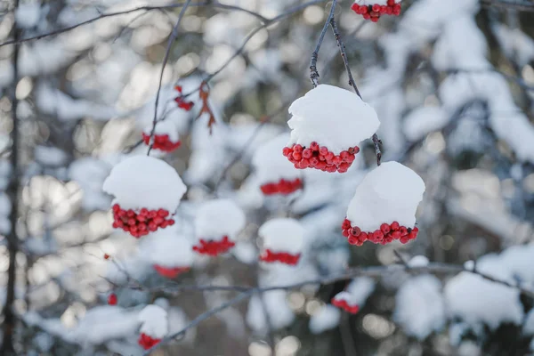 Red bunches of rowan covered with the first snow — Stock Photo, Image