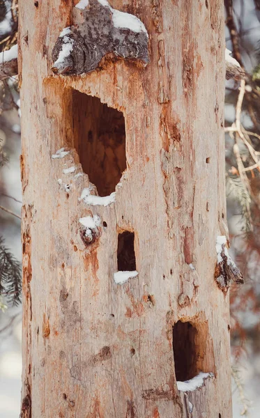 穴の枯れ木の幹が空洞。フクロウや他の動物の家 — ストック写真