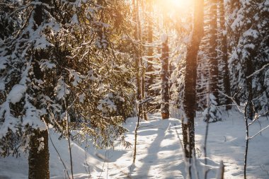 Güzel kış günbatımında sihirli ormandaki ağaçlar kar ile alacakaranlık