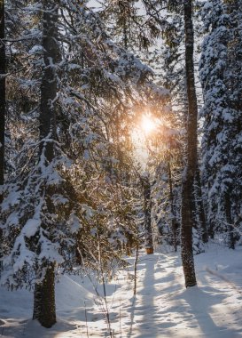 Güneş ışınları kış köknar ile kırma flare ve ağaç orman, mavi gölgeler ve kabarık kar ağaçlarının çeki düzen vermek.