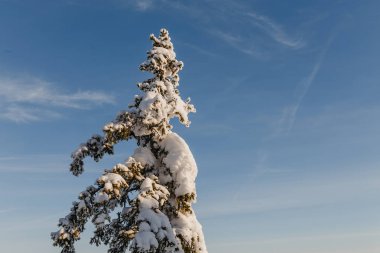 Mavi gökyüzü arka planda kar ile kaplı büyük köknar ağacı
