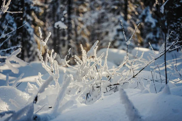 És a hó tapadó cserje. Az éles hidegraszter és fagy fogalma — Stock Fotó