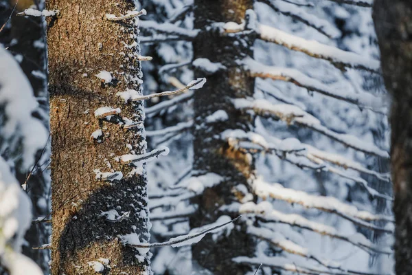 Trunks of fir and spruce trees covered with snow in winter forest — Stock Photo, Image