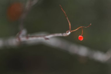 Kış ormanda Rowan birkaç çilek ile şube. Kuşlar için gıda kavramı
