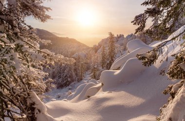 Snowdrifts, karla kaplı orman ve sunflare yükselen güneşin soğuk kış manzarası