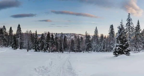 Abeto bajo la nieve. Paisaje navideño con camino en bosque —  Fotos de Stock