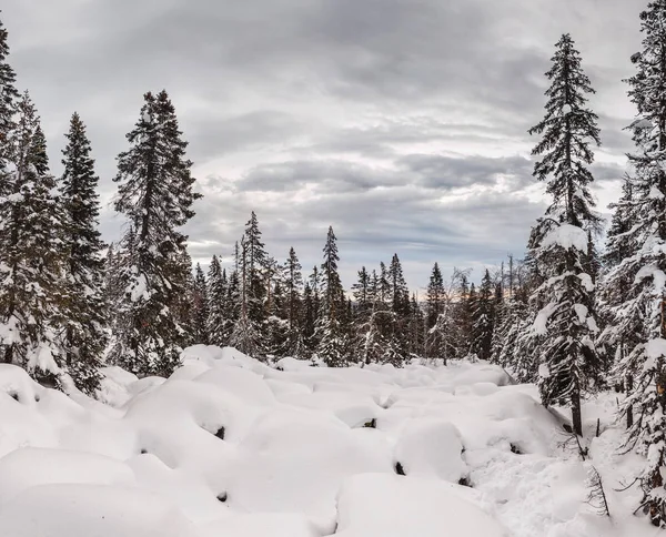 Idillic mountain vinterlandskap med drivorna och snowcovered träd — Stockfoto