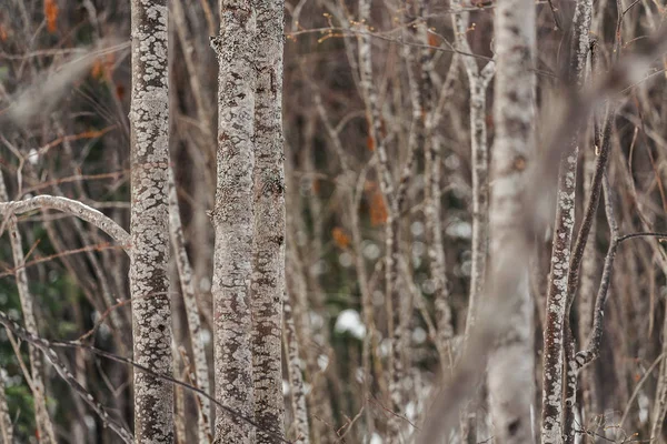 Background image of thicket of trunks shrub of young trees in winter forest — Stock Photo, Image