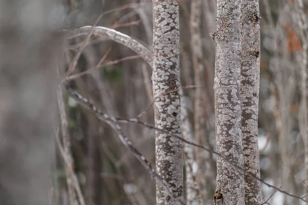 Background image of thicket of trunks shrub of young trees in winter forest — Stock Photo, Image