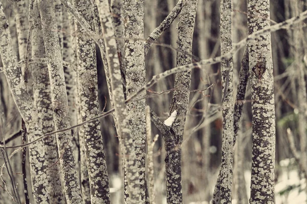 Imagen de fondo de matorral de troncos arbusto de árboles jóvenes en el bosque de invierno — Foto de Stock
