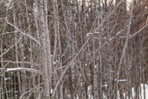 Háttérkép a bozon fatörzsek a fiatal fák a téli erdőben — Stock Fotó