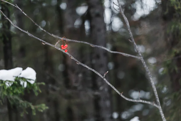 Branch with a few berries of rowan in winter forest. The concept of food for birds — Stock Photo, Image