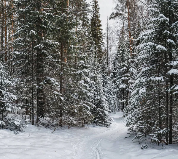 Abeto bajo la nieve. Paisaje navideño con camino en bosque — Foto de Stock