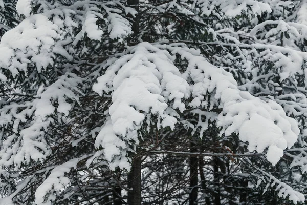 Rama de abeto cubierto de nieve en el bosque de invierno — Foto de Stock