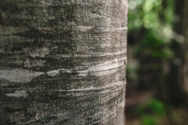 Beech bark yakın çekim bir karanlık peri ormanda