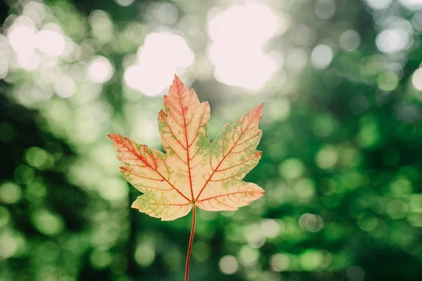 Krásná podzimní javorový list na větru na pozadí rozmazané lesní — Stock fotografie
