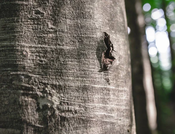 Knothole in copper beech schors. Het concept van bos en boom ziekte — Stockfoto