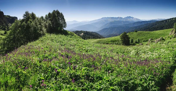 Campo de grama selvagem e flores nas montanhas do Cáucaso — Fotografia de Stock