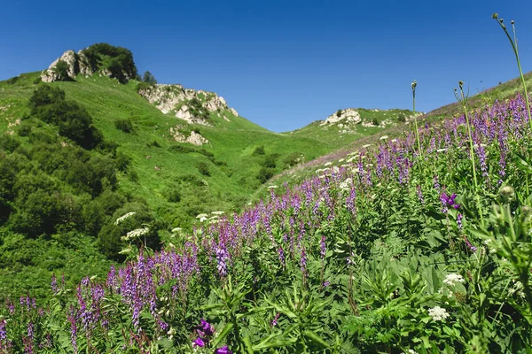 Lila flores silvestres en el prado en la colina verde hierba —  Fotos de Stock