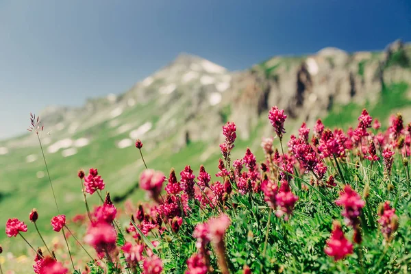 Lila virágok egy domboldalon helyezkedik el, a hegyi táj — Stock Fotó