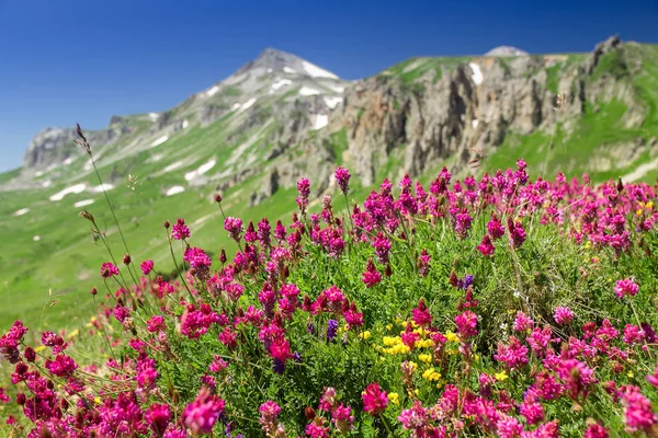 Field of first blooming spring flowers on the background of mountains in sunlight. Lago-Naki, Adygea — Stock Photo, Image
