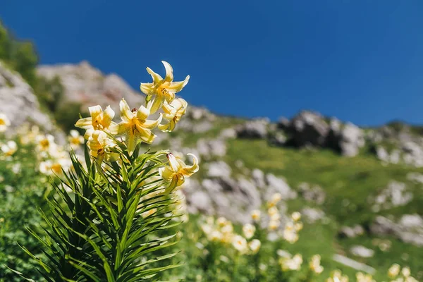 Flor de lírio branca e amarela nas montanhas do Cáucaso — Fotografia de Stock