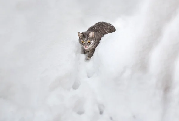 Un gatto randagio cammina tra le alte derive in inverno all'aperto — Foto Stock