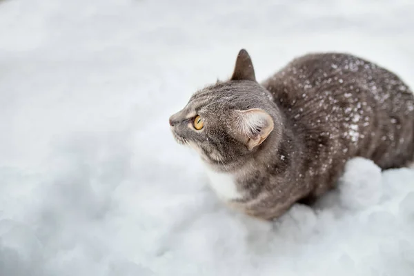 Бродячая кошка гуляет среди высоких дрейфов зимой на открытом воздухе — стоковое фото