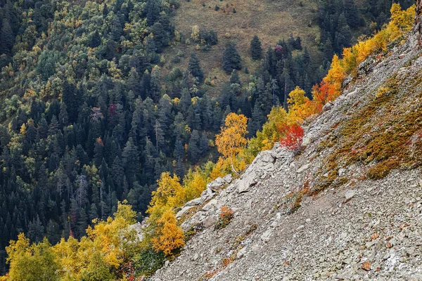 산 골짜기에서 웅대한가의 노란 나무 — 스톡 사진