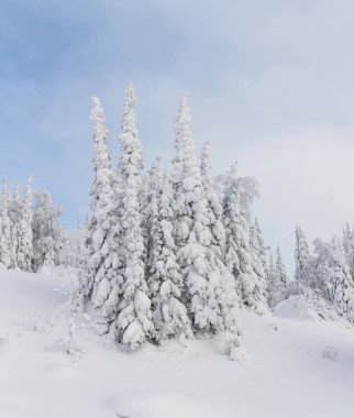 Hoarfrost mavi gökyüzü ile Kış Noel manzara kar köknar ağaçları ile kaplı
