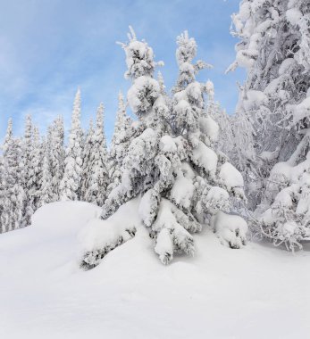 Hoarfrost mavi gökyüzü ile Kış Noel manzara kar köknar ağaçları ile kaplı