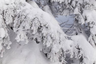metin için yer ile yoğun kar yağışı sonra kar ve hoarfrost kaplı çam dalları
