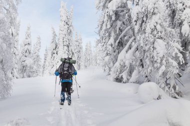 Sırt çantası ile karlı bir ormanda yürüyüş tanınmaz backcountry kayakçı