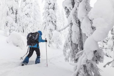Sırt çantası ile karlı bir ormanda yürüyüş tanınmaz backcountry kayakçı